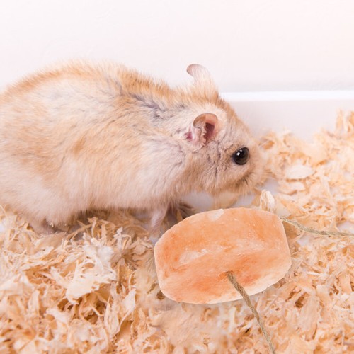 Hamster Mineral Chews Lick Salt for Pets Practical Rabbit Supply - Picture 9 of 12