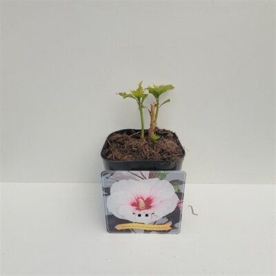 XXL Hibiscus moscheutos Jolly Heart  Riesenhibiskus Staudenhibiskus
