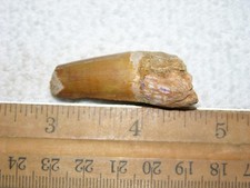 Dinosaur fossil tooth Spinosaurus Cretaceous Era bigger 1.5 inch long X51