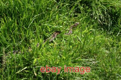 PHOTO  ADDER IN FIELD I HAVE JUST BEEN READING THE DISCUSSION THREAD 'BULL IN FI