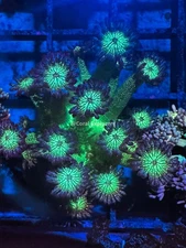 CE- WYSIWYG Green Glitter Bomb Rainbow Goni - Live Coral Frag LPS SPS #RZC10