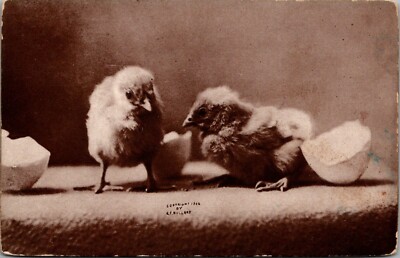 Postcard Two Chicks Hatched from Egg; Vintage Image 1915 DL