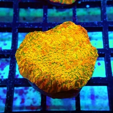 WYSIWYG - WWC Stellaria Chalice