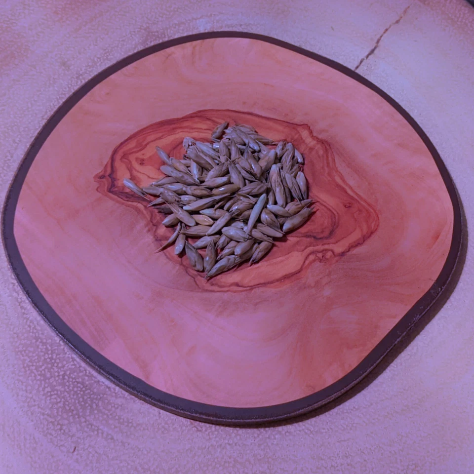 Dendrocalamus grandis (Giant Asian Clumping Bamboo) 10 SEEDS •Garden Plant Trees - Image 2 of 2