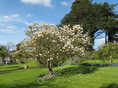 Photo 12x8 Magnolia at Sharrow Bay Watermillock In the gardens of Sharrow  c2011