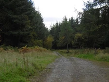 Photo 6x4 Logging road, Hopton Woods Bedstone  c2015