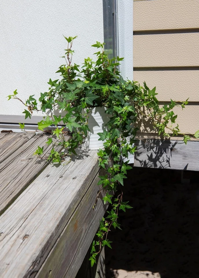 Lush English Ivy - 6-Inch Potted Trailing Vine for Stylish Home or Office Décor - Image 4 of 4