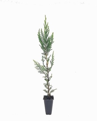 CYPRESS ARBOR Mサイズ　アーバー　サイプレス　Mサイズ CYPRESS ARBOR Mサイズ アーバー サイプレス Mサイズ