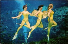 Spring Hill Florida FL : RISQUE - WEEKI WACHEE TOURIST ATTRACTION n/24 AX2432