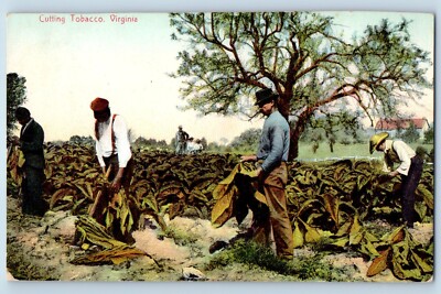 Virginia VA Postcard Cutting Tobacco Farmers Farm Trees Harvesting Vintage 
