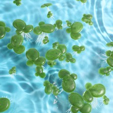 90 Pcs Water Plants Artificial Duckweed Aquarium Decor Aquatic Fake