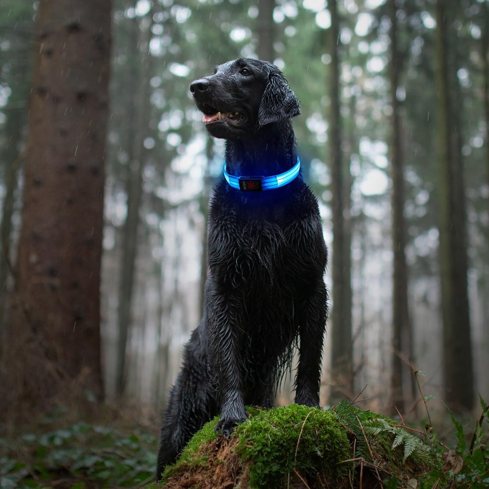 Light Up Dog Collars, LED Dog Collar Light Adjustable USB Rechargeable