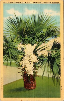 The Cabbage Palm Sabal Palmetto in Bloom Fla. VTG Postcard Tropical Flower Linen