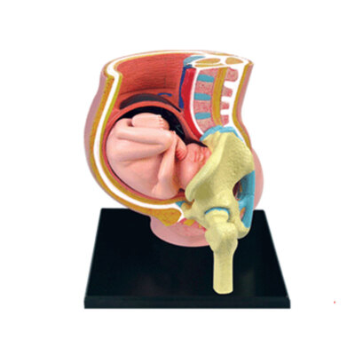 Pregnant Women Fetal Pregnancy Anatomical Assembly Model Medical