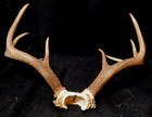 Deer Antler Rack Scull Cap 8 Point Lot B — photo 6