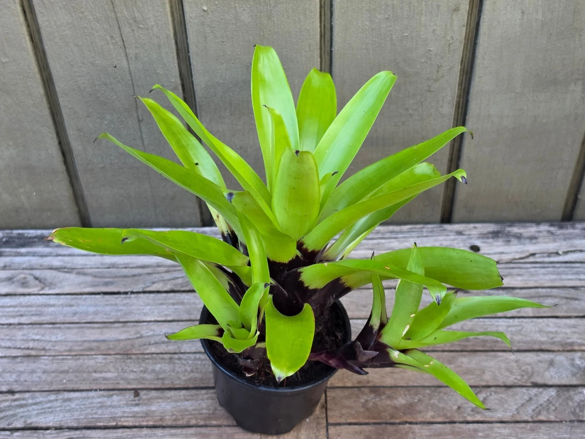 Bromeliad for sale - eBay