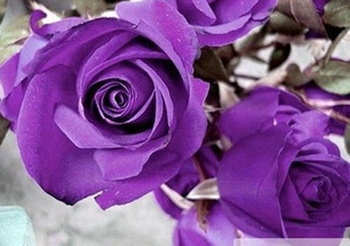 100 Rose Seeds Fresh Colorful China Rare Rose Seed Garden Flower - Picture 9 of 13
