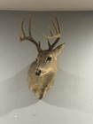 10 Point Whitetail Deer Shoulder Mount Taxidermy Antler Damaged Nose And Ear