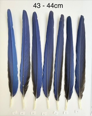 Papagei Ara Feder Handwerk Traumfänger Schmuck Kopfschmuck spiritueller Federkiel Stift