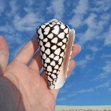 Large Marbled Cone Seashell Conus Marmoreus Rare Real Conch Beach Decor 2.5" In