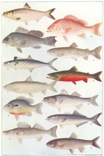 FISH. Alewife Snapper Striped Sea bass Mackerel Trout Whitefish Sunfish 1907