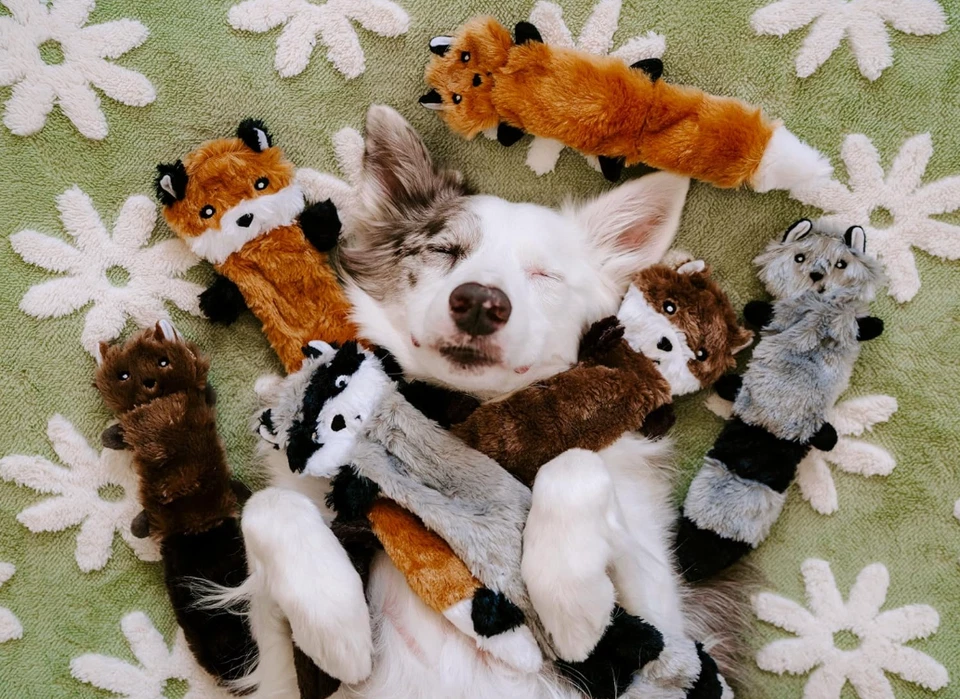 ZippyPaws Skinny Peltz Fox Raccoon Beaver Dog Toy Plush Squeak Toy 11" 3 Pack - Image 2 of 4