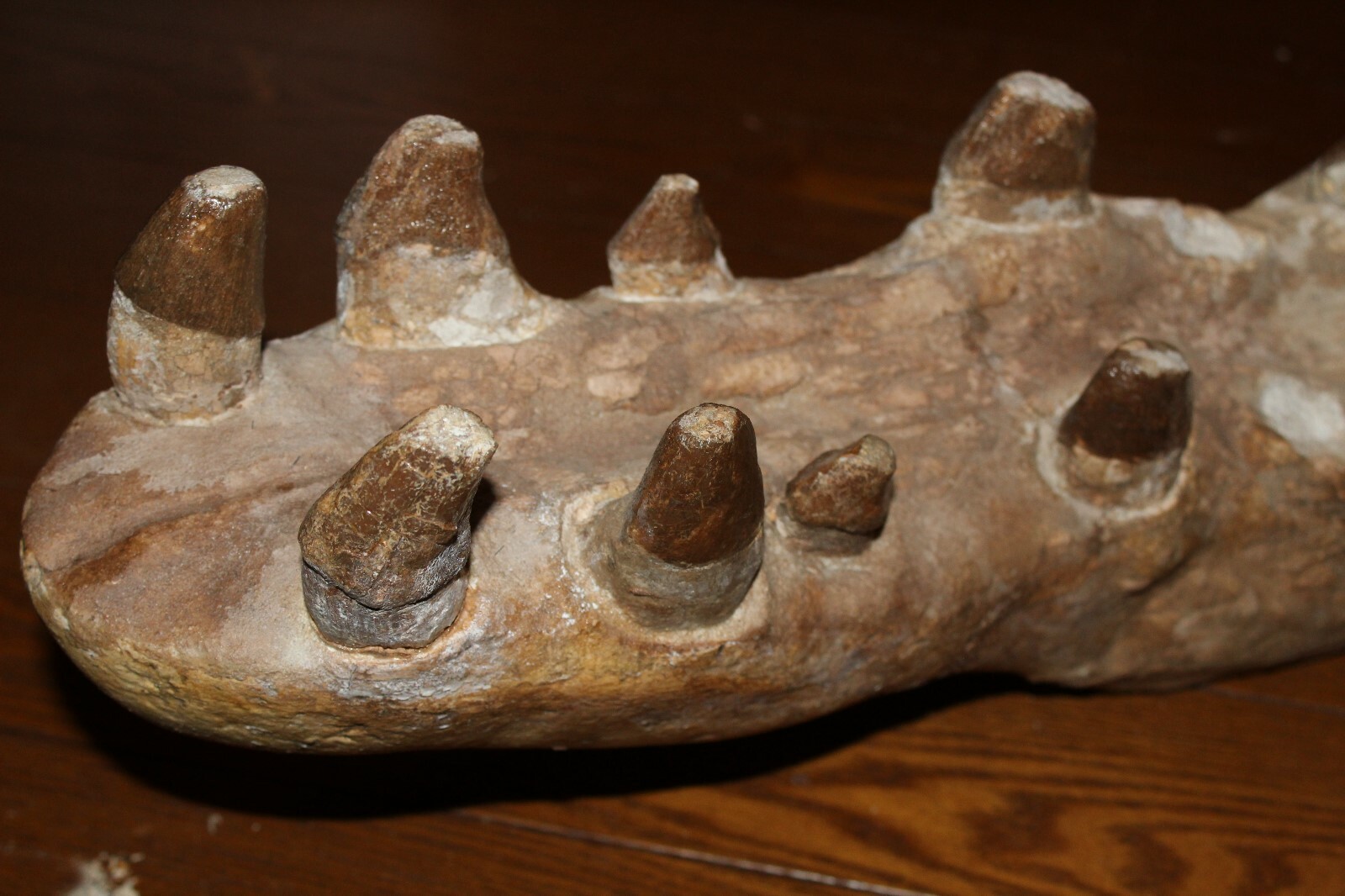 PAPPOCETUS lugardi V. RARE like BASILOSAURUS SKULL JAW Fossil 44 Mi Yrs