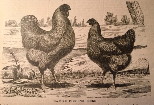 1889 The Poultry World Chromo Edition - Foto 4 di 11