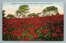 Largest Poinsettia Field in the World, Near San Diego, California, Postcard