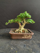 Real Plant Bonsai Sancang Premna Microphylla Mature item Old Size Small rare