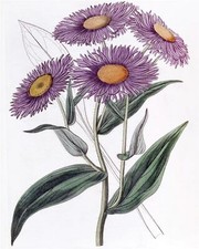 Flowers Shewy Stenactis Accent Tile Mural Kitchen Bathroom Backsplash Ceramic