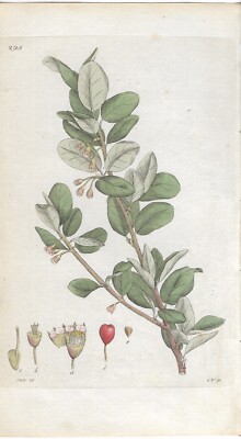 Mespilus Cotoneaster Zwergmispel Svensk Botanik Palmstruch kol. Kupferstich 1802