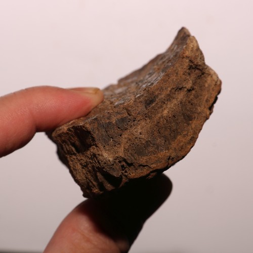 Triceratops Frill Fossil - Gorgeous Specimen - Hell Creek Formation Cretaceous - Picture 7 of 10