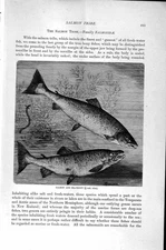 Original Old Antique Print Natural History 1896 Salmon Tribe Sea-Trout Fish