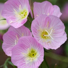 Showy Evening Primrose Seeds | Non-GMO | Free Shipping | Seed Store | 1240