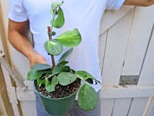 Variegated Hoya Obovata Reverse Splash