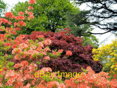 Foto 6x4 Azaleen in Blüte Wentworth Castle. Dodworth Bottom c2006