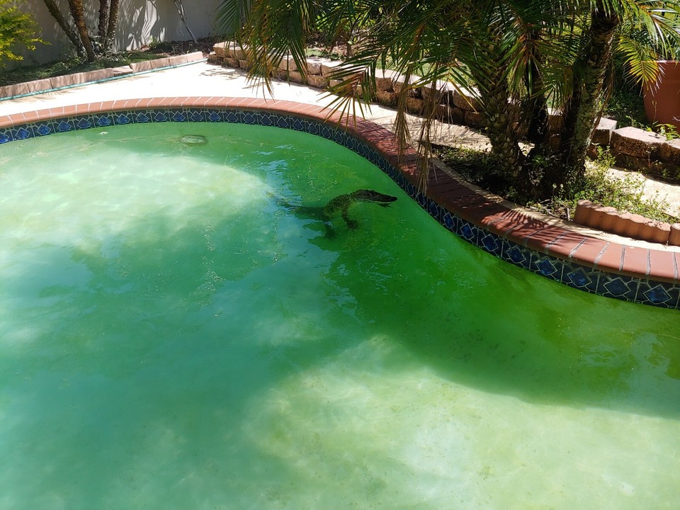 Wild Alligator Gator Leg Leather Scrap piece crafter craft insert Rust ...