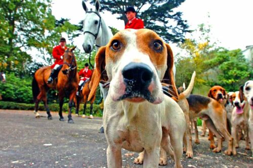 Hound Dog And Horse's At West Berkshire Hunt England Photograph Picture - Picture 1 of 1