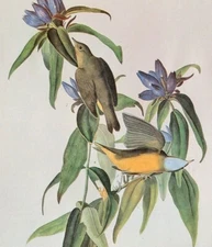 John James Audubon Birds CONNECTICUT WARBLER Vintage Art Book Plate Print 386