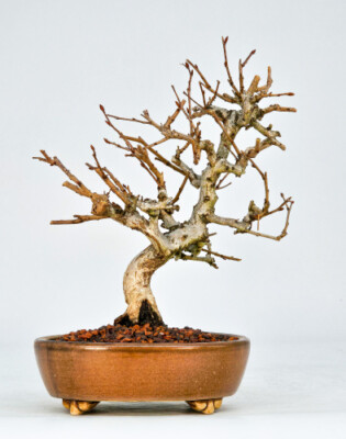 Bonsai Koreanische Hainbuche Carpinus coreana Shohin 16cm