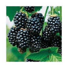 Black Satin Thornless Blackberry Plant Live Starter Sweet Large Fruit