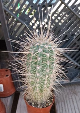 Pachycereus pringlei Cardon Baja Giant Columnar Cactus 67