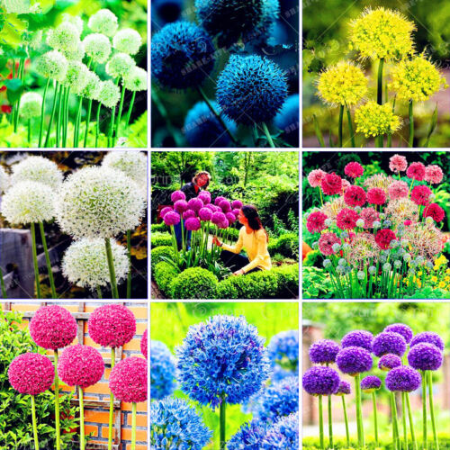 Giant Onion Seeds Allium Giganteum Flower Seeds10 pc pack - Picture 1 of 5