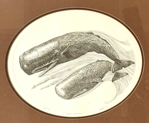 signed 1978 ARTIST PROOF 4/18 JD Mayhew etching SPERM WHALES framed under glass - Picture 1 of 9