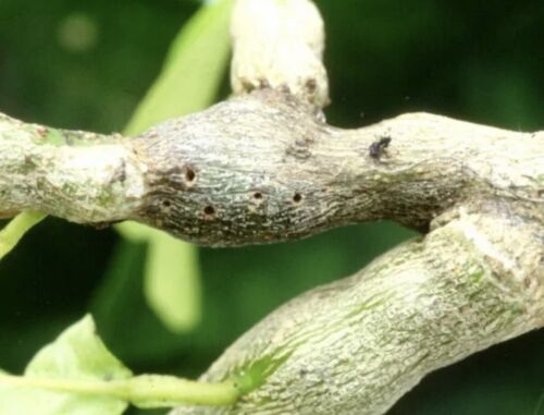 Contidor Mealy Bugs Gall Wasp Aphids Psylids Systemic Treatment Tabletsx8 - Picture 2 of 7