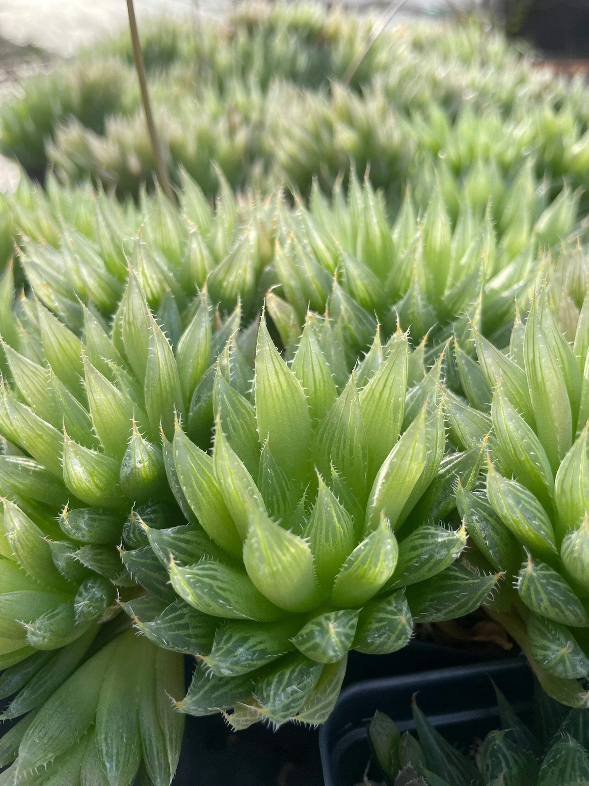 Haworthia Cooperi var Cooperi W/ Multiple Heads, Huge / Oversized in 3.5" Pot!