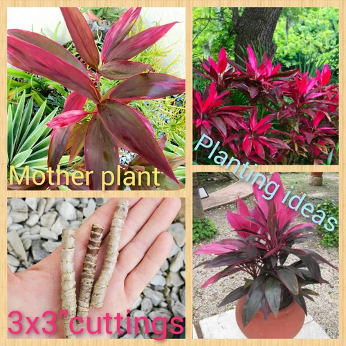 Hawaiian Ti Plants Red Sister Cuttings Lot Of 3x3" Satrter