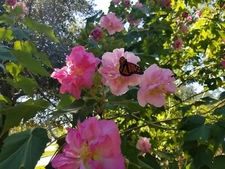 Confederate Rose, Hibiscus mutabilis, Pink to White- 20-25 fresh seeds!