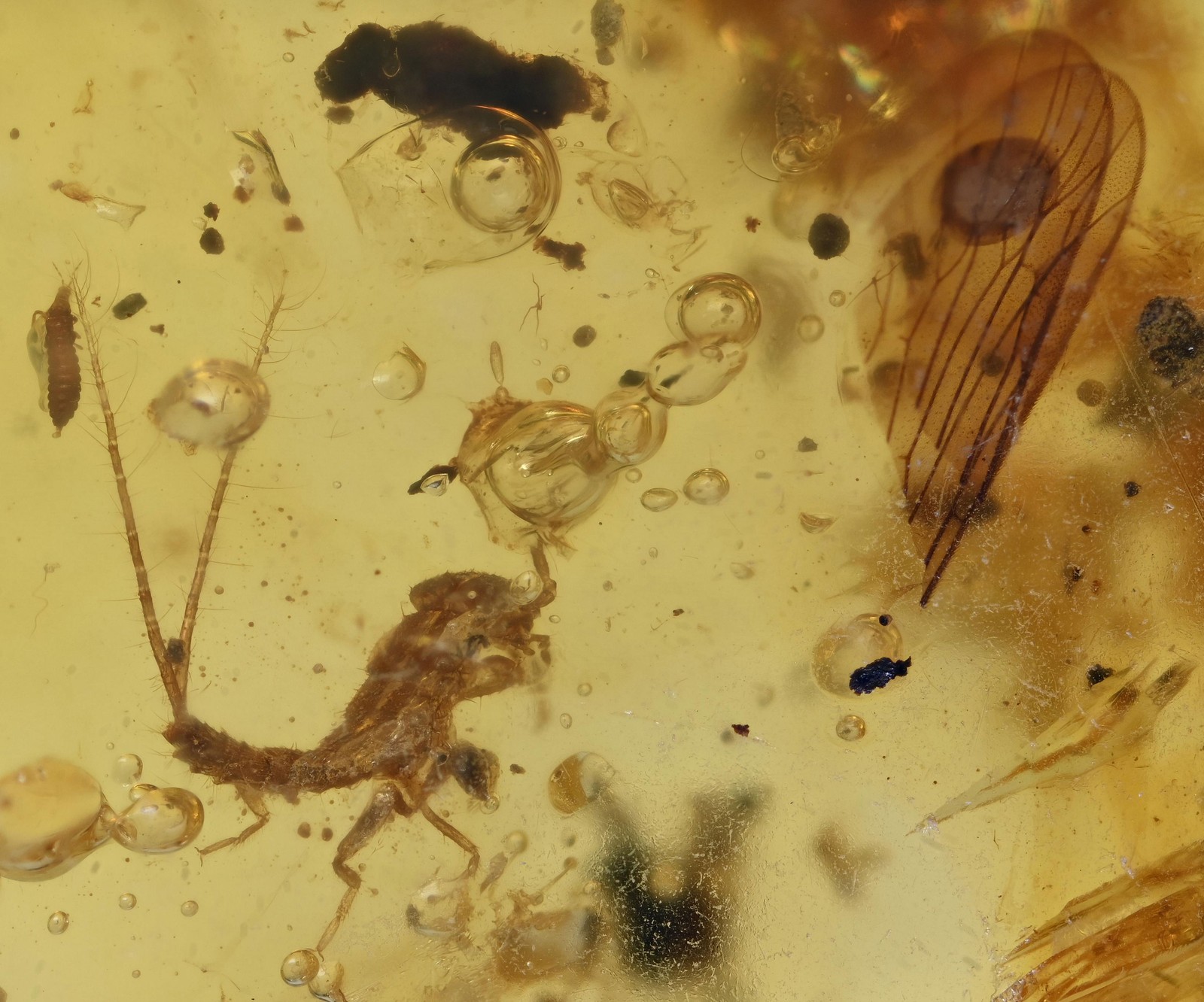 Cricket nymph with Larva, Fossil insect inclusion in Burmese Amber